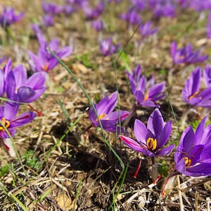 250 Saffron Bulbs - Crocus Sativus for Home Growing