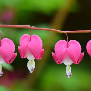 Hanging Heart (Dicentra spectabilis) - Bare Root Perennial for Outdoor Planting