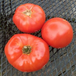 Delicious Tomato, Excellent Flavor, Red, 10 seeds