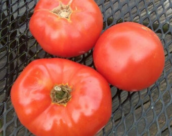 Delicious Tomato, Excellent Flavor, Red, 10 seeds