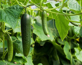 Straight Eights Cucumber, Non GMO, Heirloom, Slicing, Canning, 20 Seeds