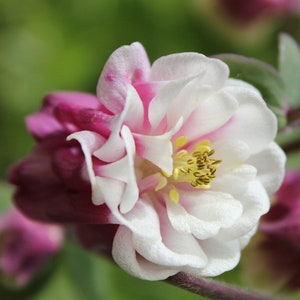 May include: A close-up of a pink and white flower with a yellow center. The flower has many petals and is in bloom.