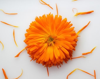 Orange King Calendula, Calendula officinalis, Cut Flowers, Edible Petals, 10 Seeds