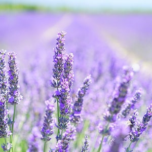 Op de afbeelding: Een veld met paarse lavendelbloemen in bloei. De bloemen zijn scherp, terwijl de achtergrond wazig is.