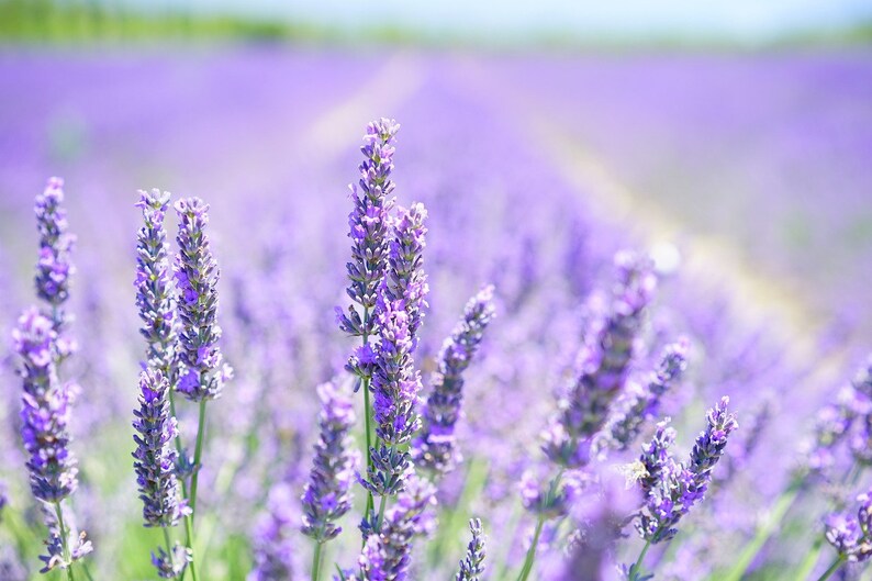 Op de afbeelding: Een veld met paarse lavendelbloemen in bloei. De bloemen zijn scherp, terwijl de achtergrond wazig is.