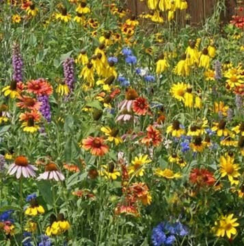 Midwest Wildflower Seed Mixture, Poppy, Primrose, Hyssop, Sunflower ...