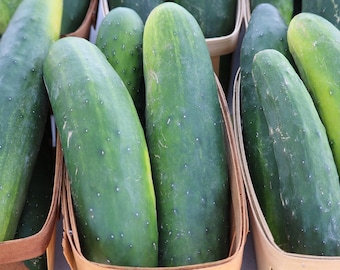 Marketmore Cucumber, Non GMO, Heirloom, Slicing, Canning, 20 Seeds
