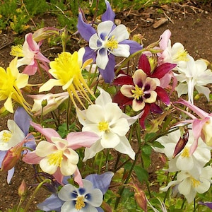Columbine McKana&#39;s Mix - Attracts Hummingbirds to Your Garden - Aquilegia caerulea - 20 Seeds