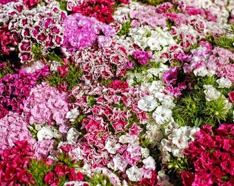 Sweet William Pinks, Dianthus barbatus, Beds, Border, Old Fashioned Flower, 20 Seeds