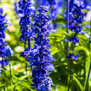 Blue Bedder Salvia, Salvia farinacea, Fragrant Blue Spikes, Cut Flower, Perennial, 10 Seeds