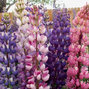 Russell Lupine Blend, Lupinus polyphyllus, Cut Flowers, Garden Flower Bed, 10 Seeds
