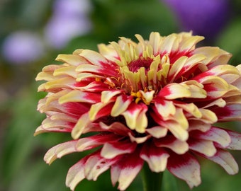 Whirlygig Zinnia Seeds, Striped Bouquet Flowers (10 Seeds)