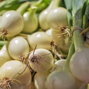 White Sweet Spanish Onion, Heirloom, Non-GMO, Vegetable, 20 Seeds