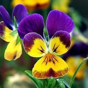 Johnny Jump Up Helen Mount Viola, Violet Cornuta Tricolor, Container Plant, 20 Seeds