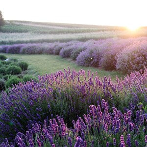 Op de afbeelding: Een veld vol bloeiende lavendel, met rijen lavendelplanten die zich uitstrekken tot aan de horizon. De zon gaat onder in de achtergrond en werpt een warme gloed over het veld.