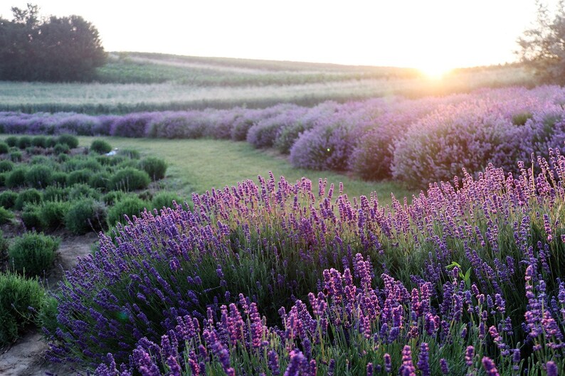 Op de afbeelding: Een veld vol bloeiende lavendel, met rijen lavendelplanten die zich uitstrekken tot aan de horizon. De zon gaat onder in de achtergrond en werpt een warme gloed over het veld.