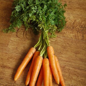 Little Finger Carrot Seeds: Sweet Heirloom, Canning & Pickling (25 Seeds)
