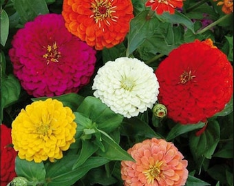 Giant Benary Zinnia Mix, Large Cut Flowers, Variety of Colors, Zinnia elegans, 10 seeds