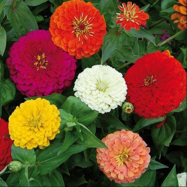 Giant Benary Zinnia Mix, Large Cut Flowers, Variety of Colors, Zinnia elegans, 10 seeds