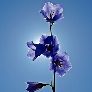 Peach Leaved Blue Bellflower, Campanula persicifolia, Heirloom, Perennial, 20 Seeds image 2