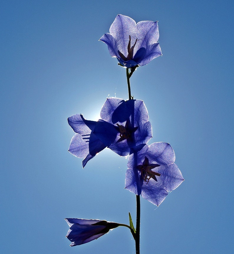 Peach Leaved Blue Bellflower, Campanula persicifolia, Heirloom, Perennial, 20 Seeds image 2