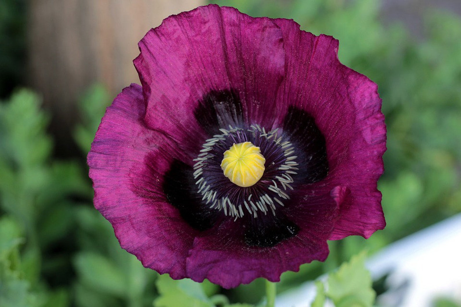 Hungarian Blue Breadseed Poppy Deep Purple Flowers Papaver Etsy