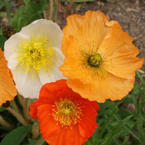 Iceland Poppy, Papaver nudicaule, Perennial, Easy to Grow, 25 Seeds