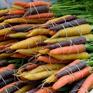 Rainbow Blend Carrot, Daucus carota, Purple, Red, Orange, Yellow and White, Fun for Kids, 100 Seeds