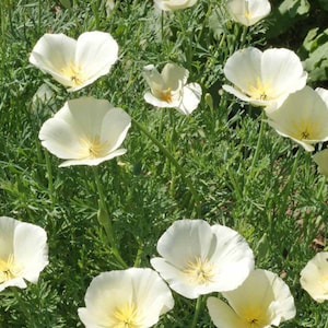 California Poppy White Linen, Cut Flower, Attracts Butterflies to Your Garden, 20 Seeds