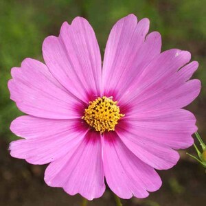 May include: A single pink cosmos flower with a yellow center. The flower has delicate petals and is in full bloom.