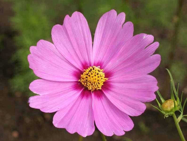 May include: A single pink cosmos flower with a yellow center. The flower has delicate petals and is in full bloom.