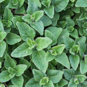 Oregano, Common Italian, Fragrant Herb, Culinary Plant, Container Plant, Origanum vulgare, 25 Seeds