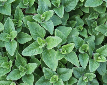 Oregano, Common Italian, Fragrant Herb, Culinary Plant, Container Plant, Origanum vulgare, 25 Seeds
