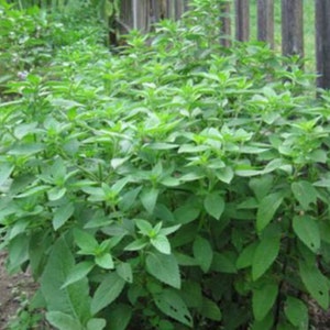Emily Basil, Herb Garden, Heirloom, NON-GMO, Fresh for Your Garden, Indoor and Outdoor Container Plant, 10 Seeds