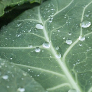 Georgia Southern Collards, Winter Vegetable, Salad Greens, Tortilla Wraps, 25 Seeds