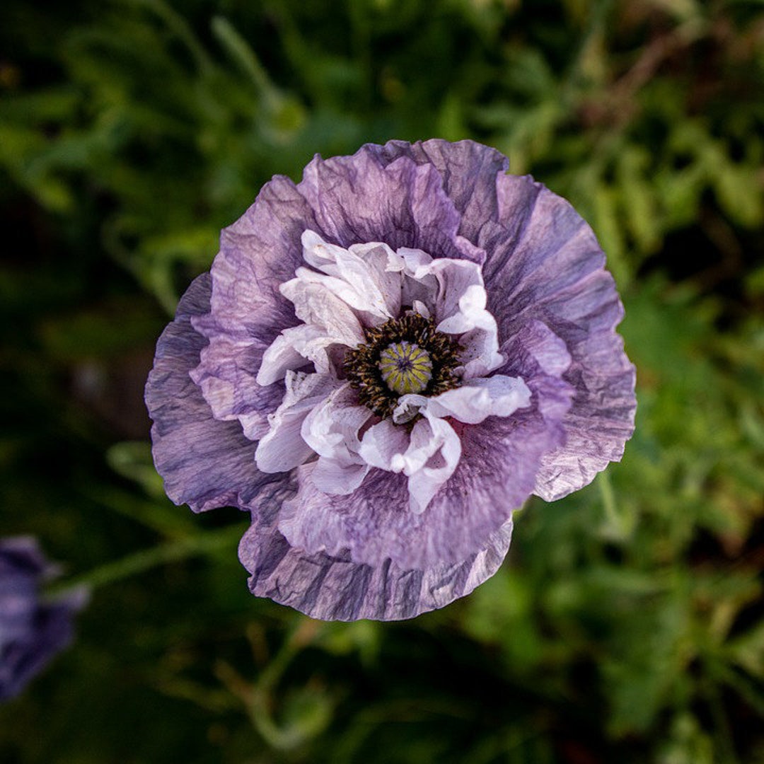 ARGENTINA(GET READY FOR THIS)／P.O.P.P.Y. 200 AFGHAN RESELECTED Blue POPPY Mixed Colors Papaver Pink