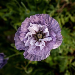 Gray Poppy Seeds: Papaver Rhoeas, Attracts Butterflies (20 Seeds)