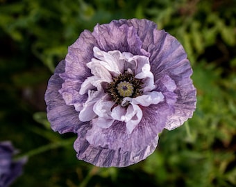 Puede incluir: Primer plano de una flor de amapola morada con pétalos blancos en el centro. La flor está enfocada, mientras que el follaje verde detrás de ella está desenfocado.