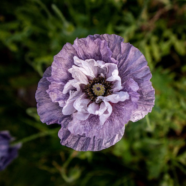 Amazing Gray Poppy, Papaver Rhoeas, Large Cut Flowers