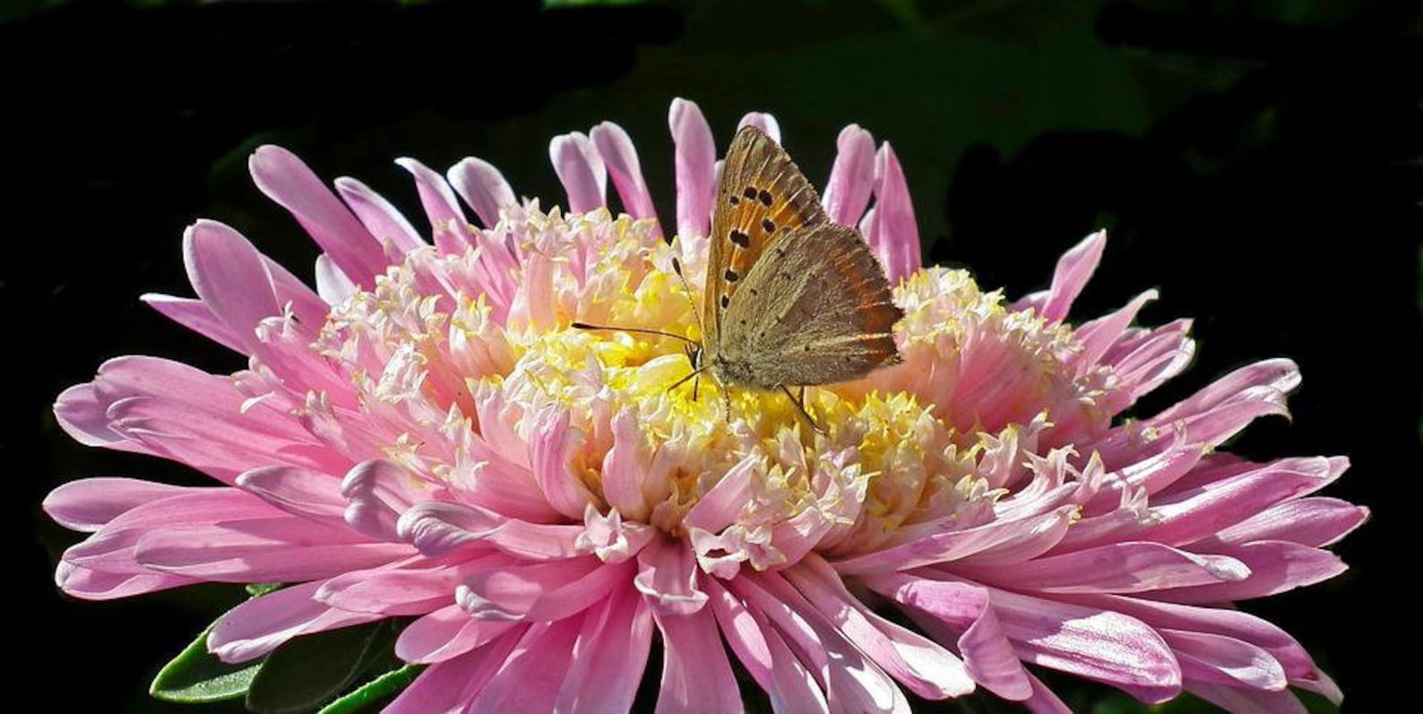 Pink Senorita Zinnia Zinnia Elegans Pink Flower Cut Flower - Etsy