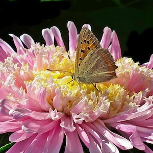 Pink Senorita Zinnia, Zinnia elegans, Pink Flower, Cut Flower, Attracts Hummingbirds and Butterflies, 10 Seeds