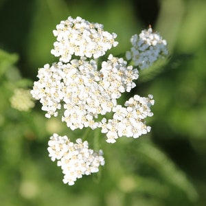 White Yarrow, Achillea millefolium, Perennial Plant, Drought Tolerant, White Flowers, 20 Seeds