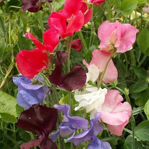 Sweet Pea Heirloom Seeds - Cut Flowers, Attracts Butterflies to Your Garden, 5 Seeds