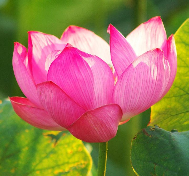 cheapseedsllc Lotus Flower Seeds - Thumbnail 4