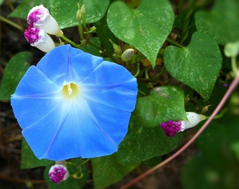 Heavenly Blue Morning Glory Seeds: Easy Grow Vine (10 Seeds)