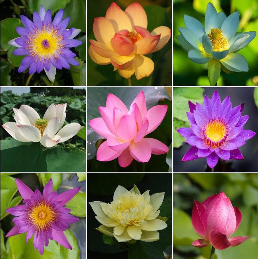 Lotus Flower Color Mix Seeds - Exotic Water Garden Beauty, Indoor or Outdoor Water Plant - 5 ...