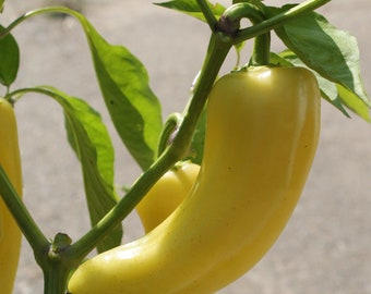Sweet Banana Pepper, Heirloom, Container Garden, 10 Seeds