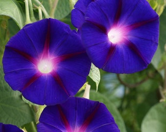 May include: Three vibrant blue morning glory flowers with white and purple centers. The flowers are in full bloom and have a delicate, ruffled appearance.