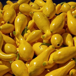 Crookneck Summer Squash Seeds – Heirloom Variety, 5 Seeds