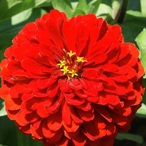 Scarlet Flame Zinnia, Zinnia elegans, Red Flower, Cut Flower, Attracts Hummingbirds and Butterflies, 10 Seeds